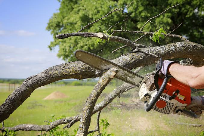 tree pruning Bendigo